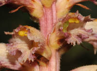 Orobanche serbica