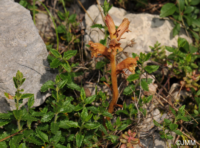 Orobanche teucrii