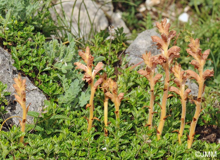 Orobanche teucrii