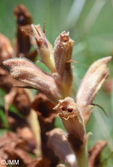 Orobanche teucrii