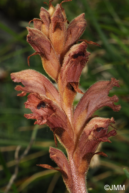 Orobanche teucrii