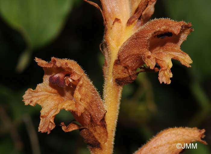 Orobanche teucrii