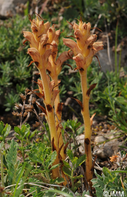 Orobanche teucrii