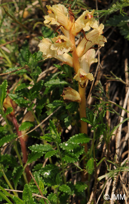 Orobanche teucrii