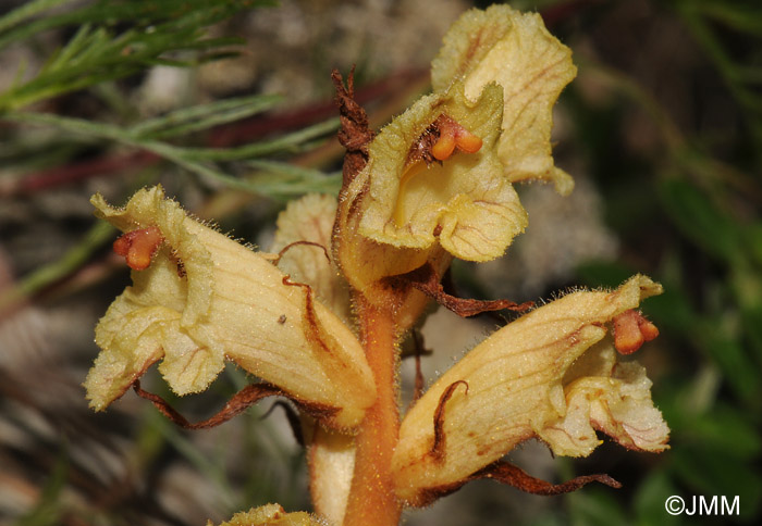 Orobanche teucrii