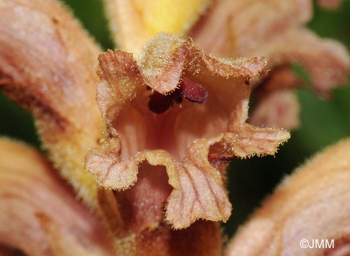 Orobanche teucrii