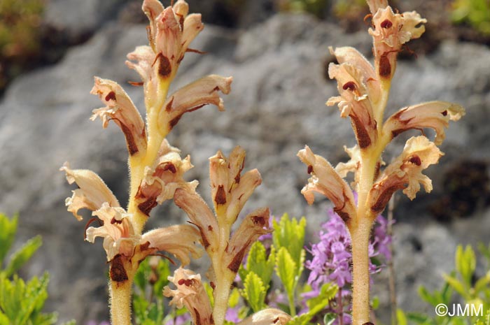 Orobanche teucrii