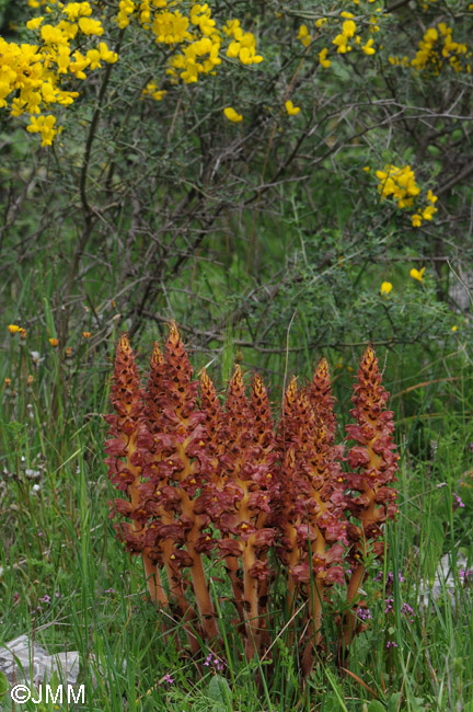 Orobanche variegata