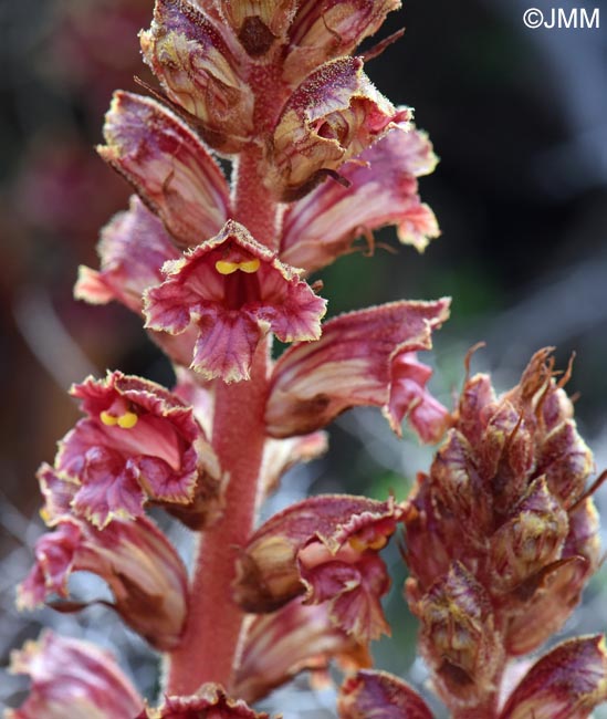 Orobanche variegata