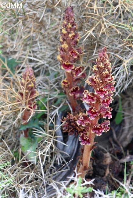 Orobanche variegata