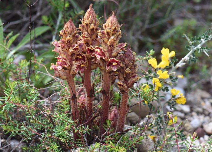 Orobanche variegata