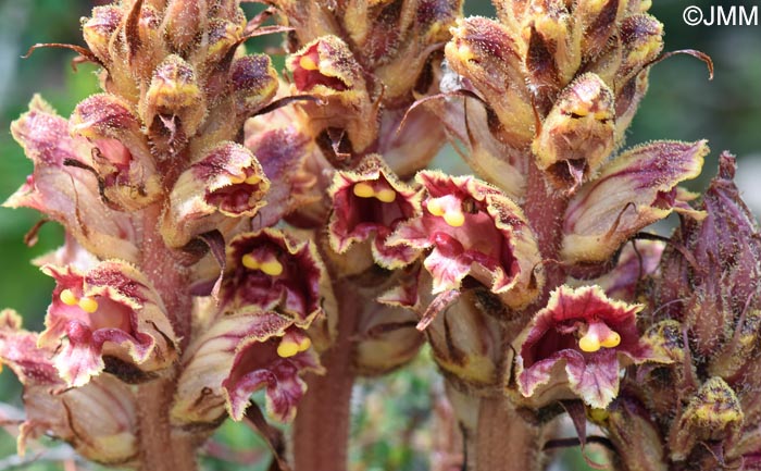 Orobanche variegata