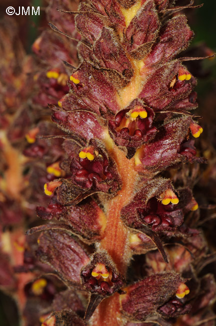 Orobanche variegata