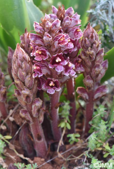 Orobanche variegata
