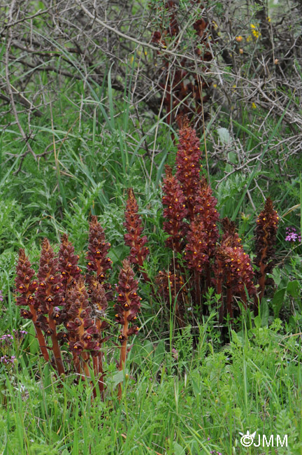 Orobanche variegata