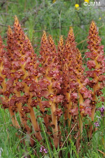 Orobanche variegata