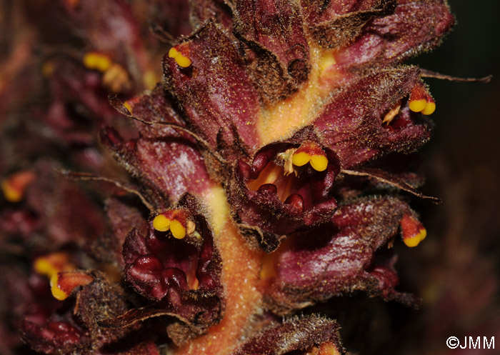 Orobanche variegata