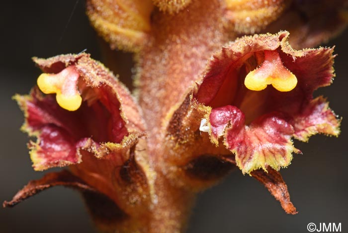 Orobanche variegata
