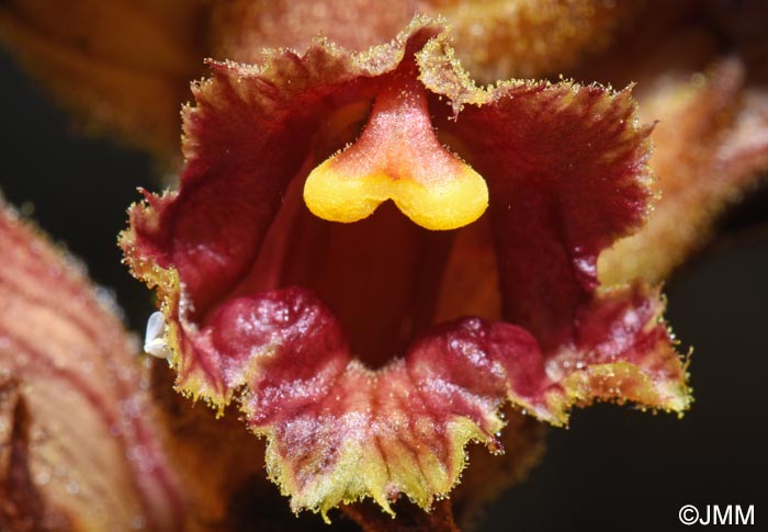 Orobanche variegata