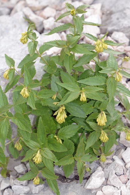 Paederota lutea