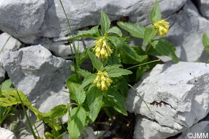 Paederota lutea