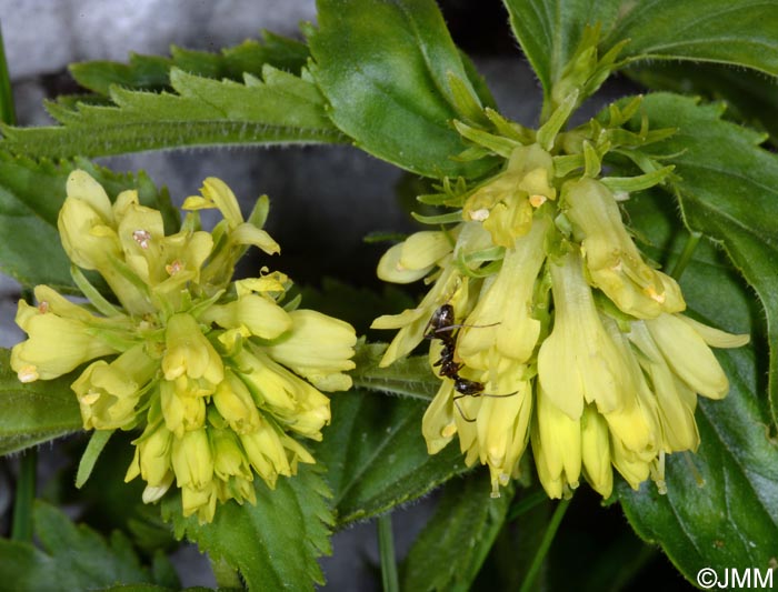 Paederota lutea