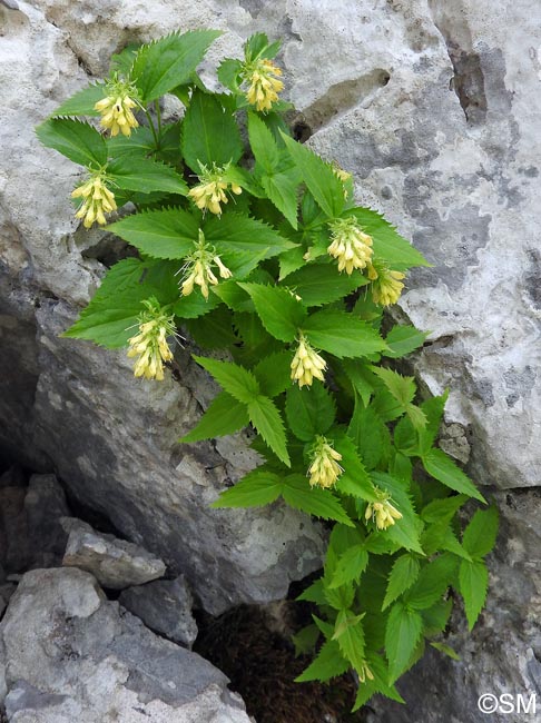 Paederota lutea