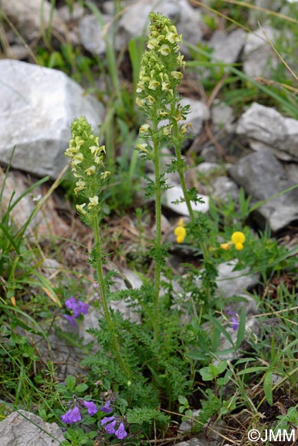 Pedicularis ascendens = Pedicularis barrelieri