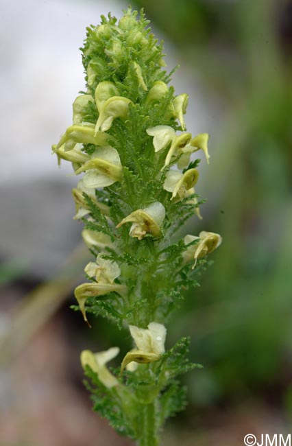 Pedicularis ascendens = Pedicularis barrelieri