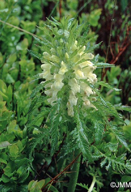 Pedicularis foliosa