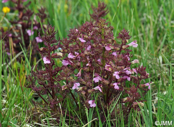 Pedicularis palustris