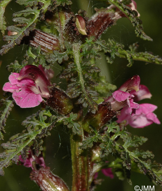 Pedicularis palustris