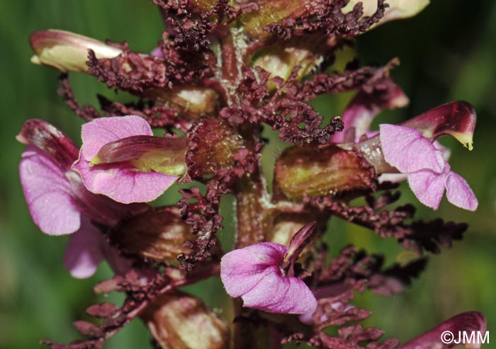 Pedicularis palustris