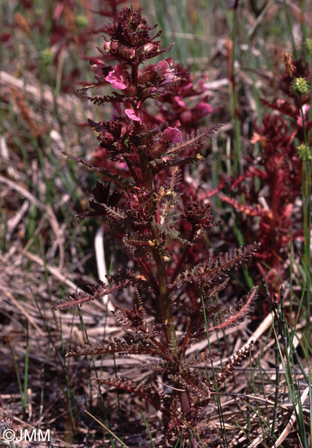 Pedicularis palustris