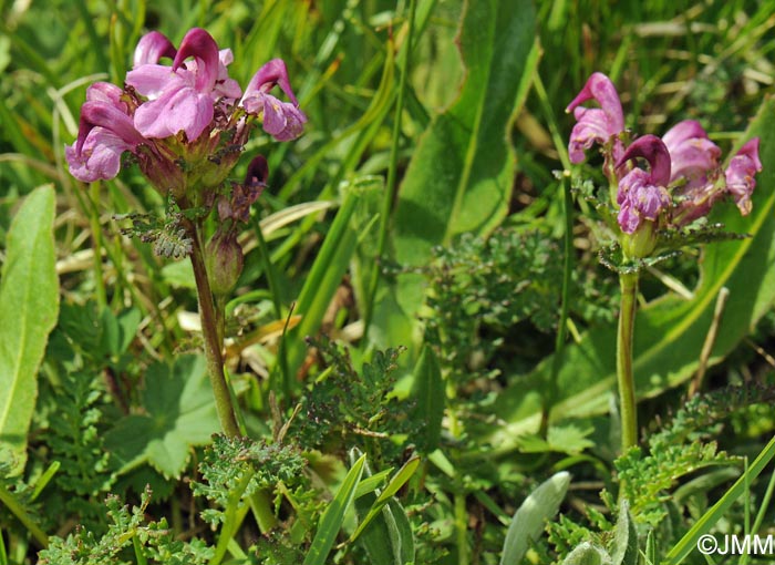 Pedicularis rostratocapitata