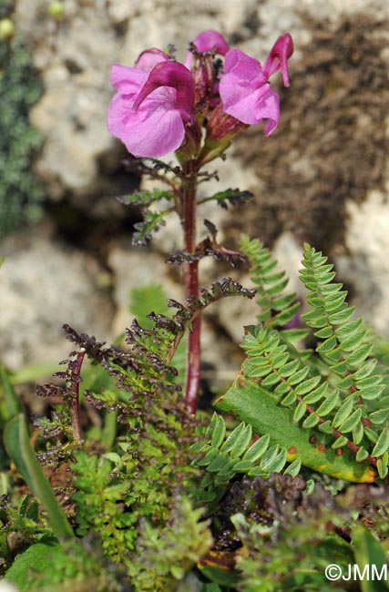 Pedicularis rostratocapitata