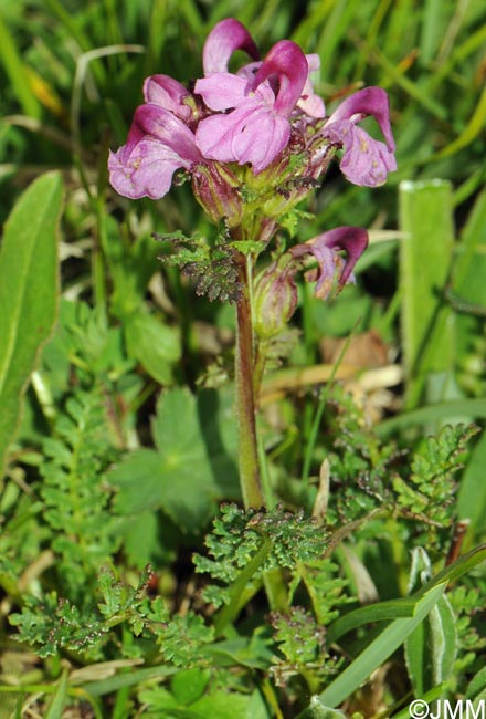 Pedicularis rostratocapitata