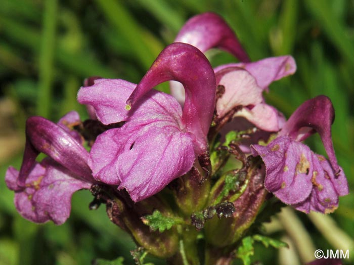 Pedicularis rostratocapitata