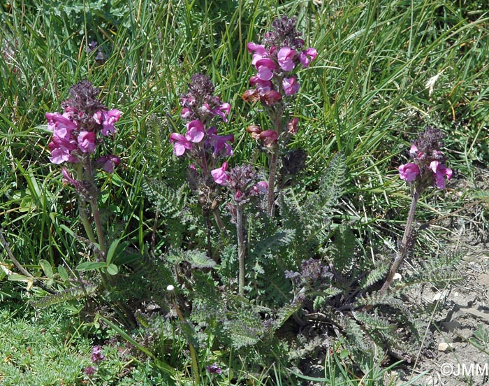 Pedicularis rostratospicata  =? Pedicularis rostratospicata subsp. helvetica