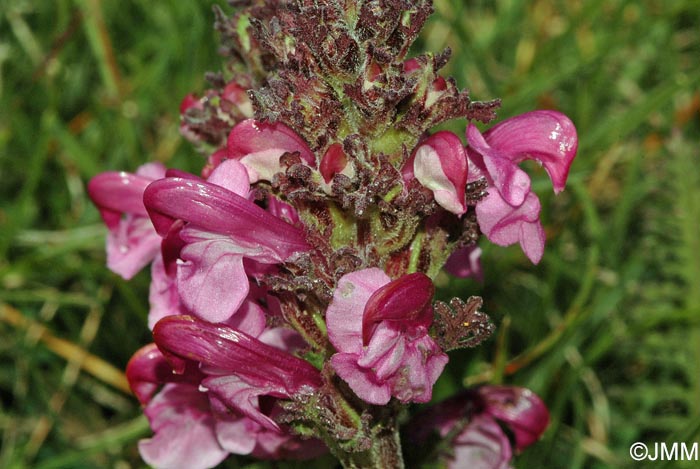 Pedicularis rostratospicata  =? Pedicularis rostratospicata subsp. helvetica