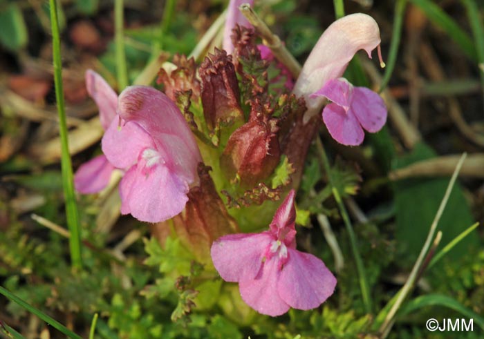 Pedicularis sylvatica