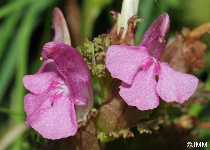 Pedicularis sylvatica