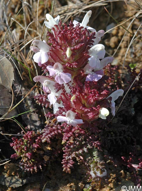 Pedicularis sylvatica subsp. lusitanica