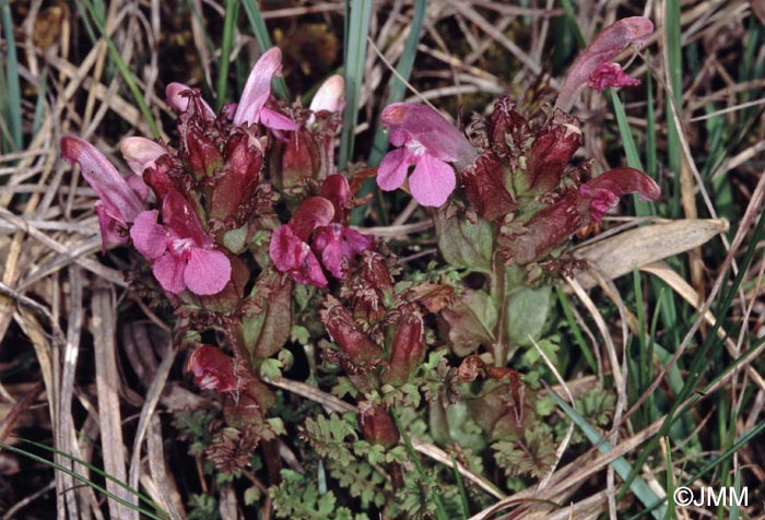 Pedicularis sylvatica