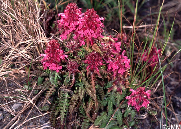 Pedicularis verticillata