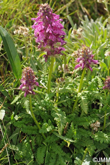 Pedicularis verticillata