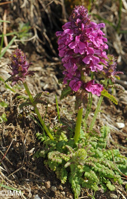 Pedicularis verticillata