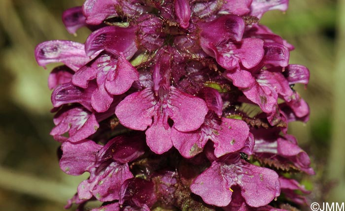 Pedicularis verticillata