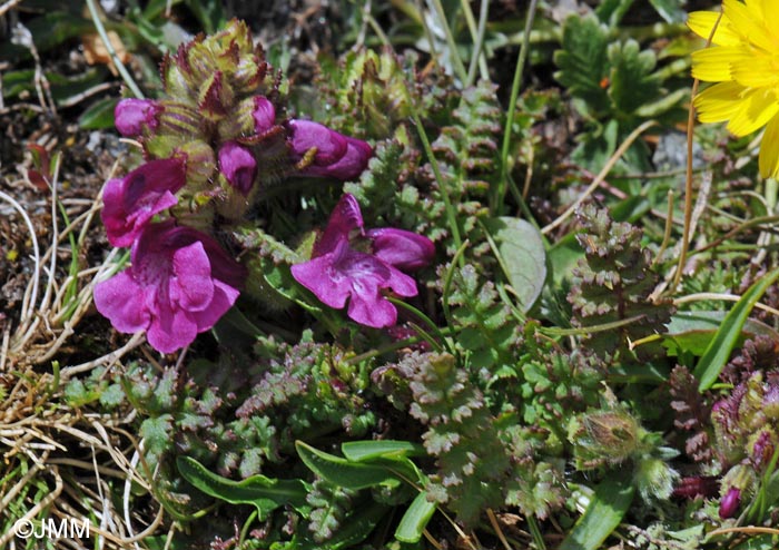 Pedicularis verticillata subsp. caespitosa