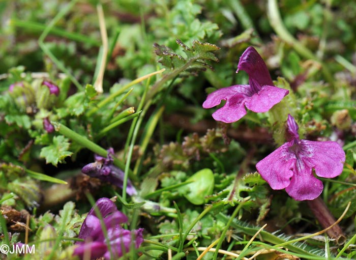 Pedicularis verticillata subsp. caespitosa